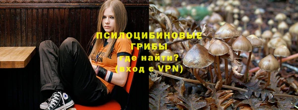 PSILOCYBIN Алзамай